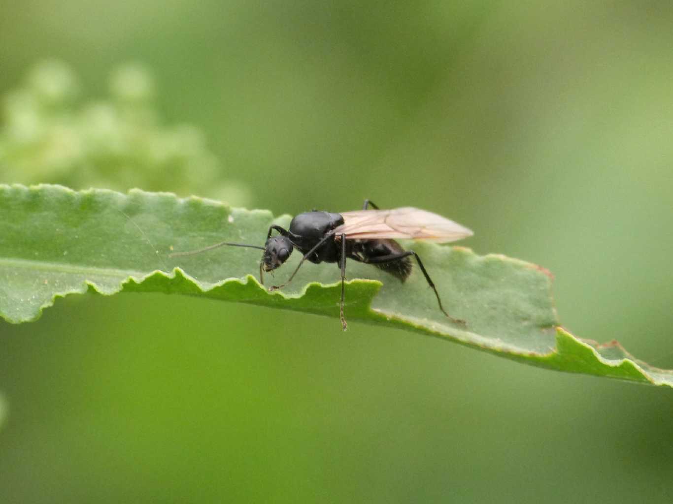 Camponotus vagus